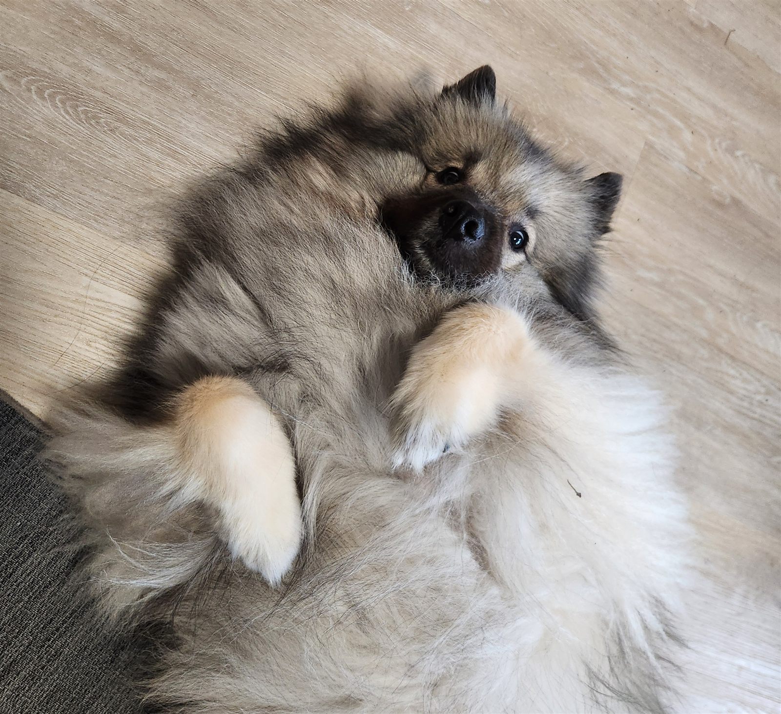 The Keeshond flopped on his back on the floor, cream paws folded, looking up at the camera.