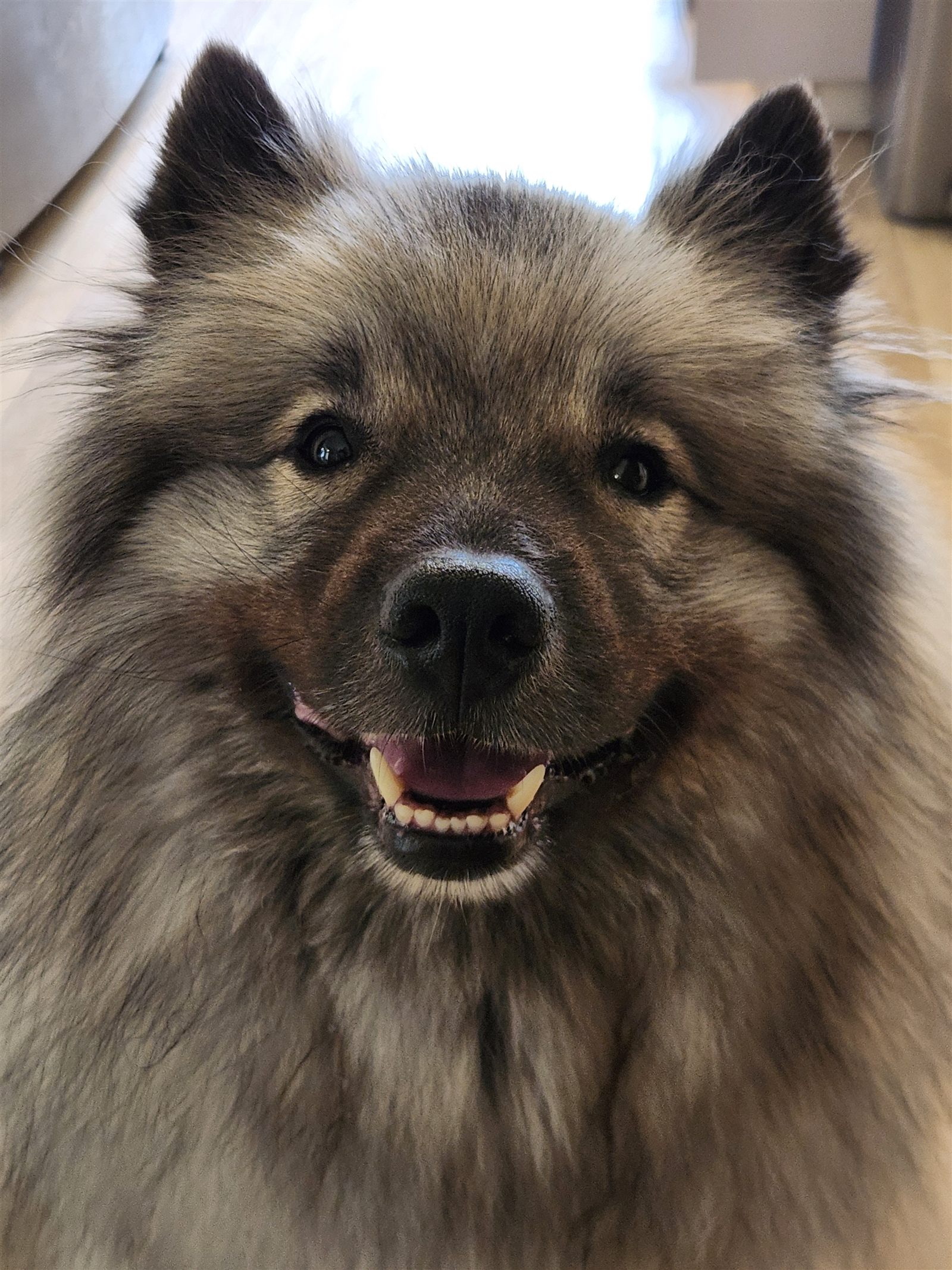 Extreme close-up of the Keeshond's face, nose nearly touching the lens.