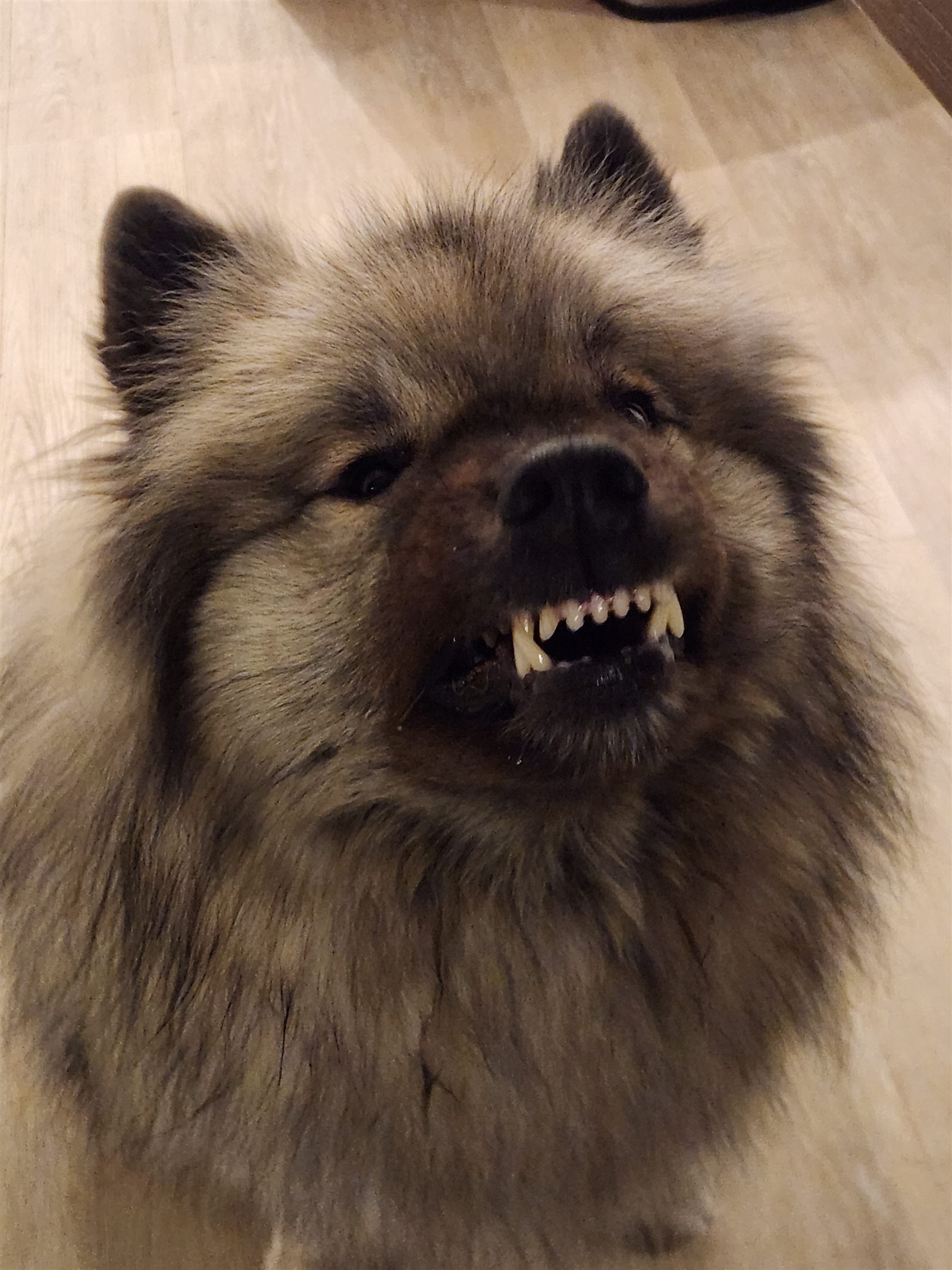 The same Keeshond upside down on the floor, mid-roll, grinning with every tooth on display.