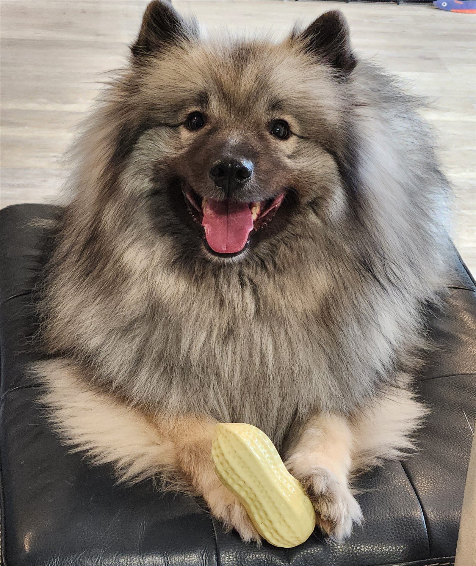 A fluffy Keeshond sitting proudly on an ottoman, tongue out, one paw resting on a rubber peanut toy.