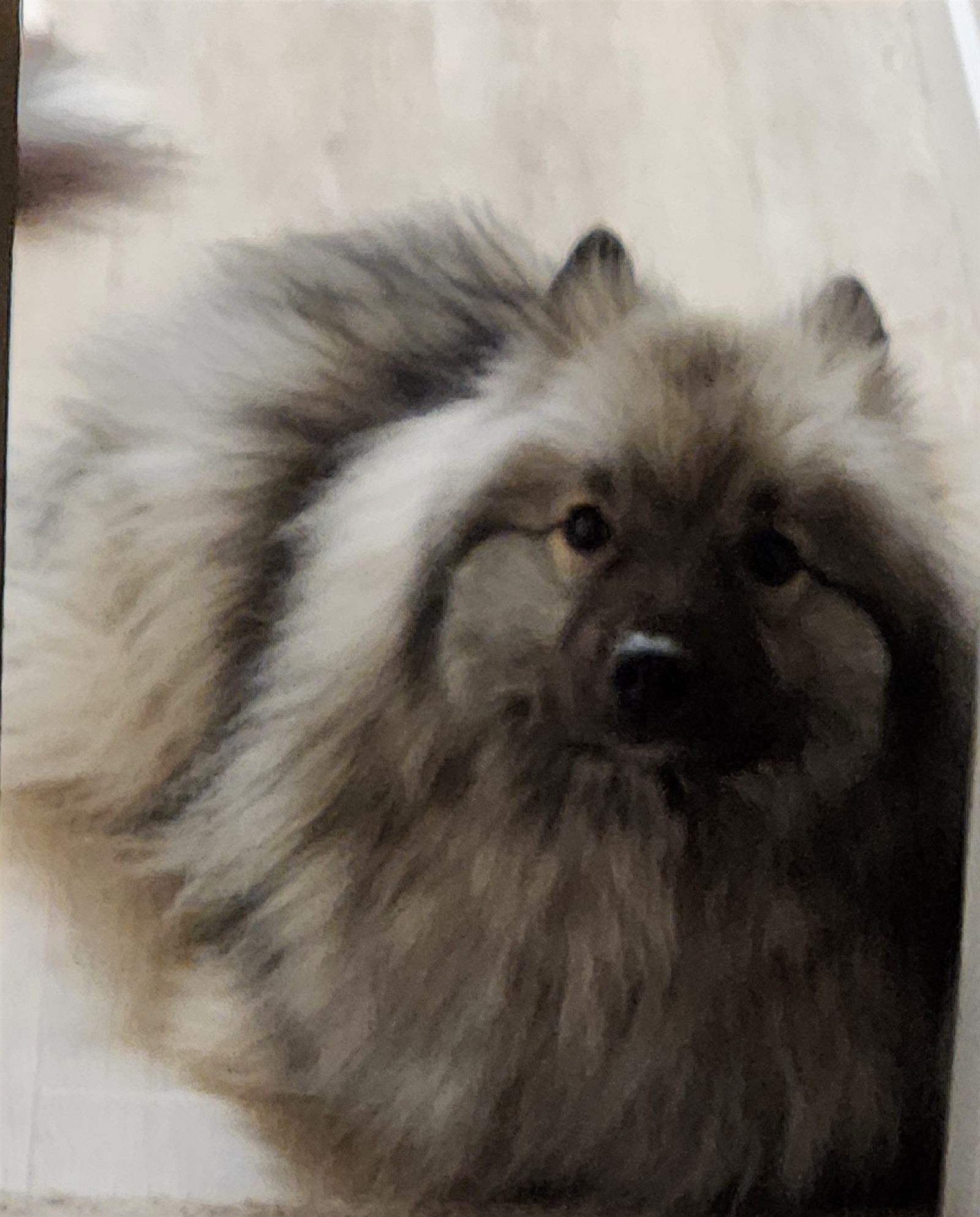 A soft-focus portrait of the Keeshond gazing off to the side, mane in full glory.